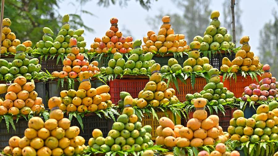 AN 4.105 Ambasutta: Mangoes