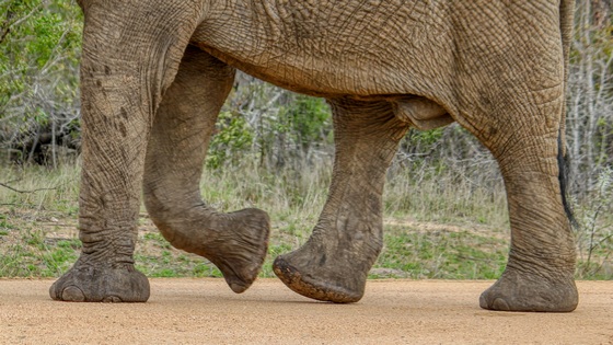 MN 28 Mahāhatthipadopamasutta: The Greater Discourse on the Simile of the Elephant’s Footprint