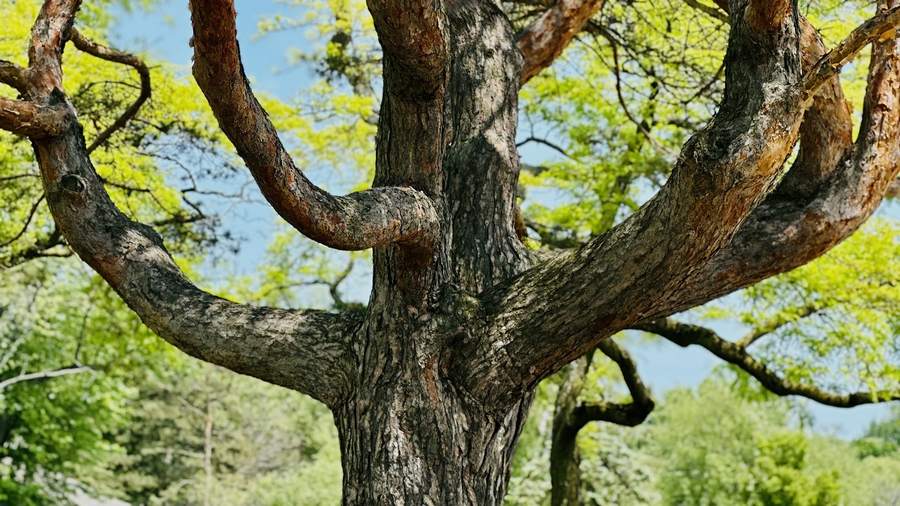 AN 6.41 Dārukkhandhasutta: A Tree Trunk