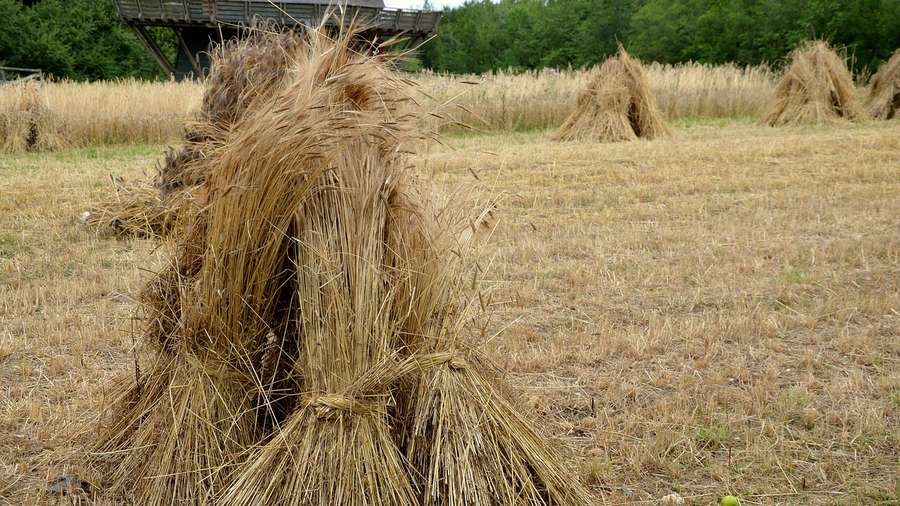 SN 35.248 Yavakalāpisutta: The Sheaf of Barley