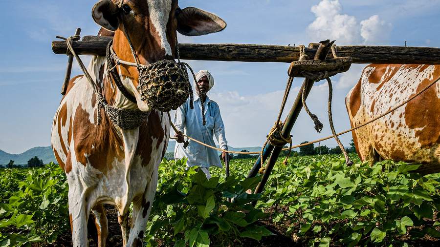 Snp 1.4 Kasibhāradvājasutta: With Bhāradvāja the Farmer